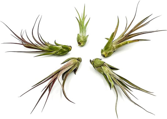 ragnaroc Live Air Plant – Tillandsia Capiput, Jumbo 6-9” - 5 ct - Live Arrival Guaranteed - House Plants for Home Decor & Gift