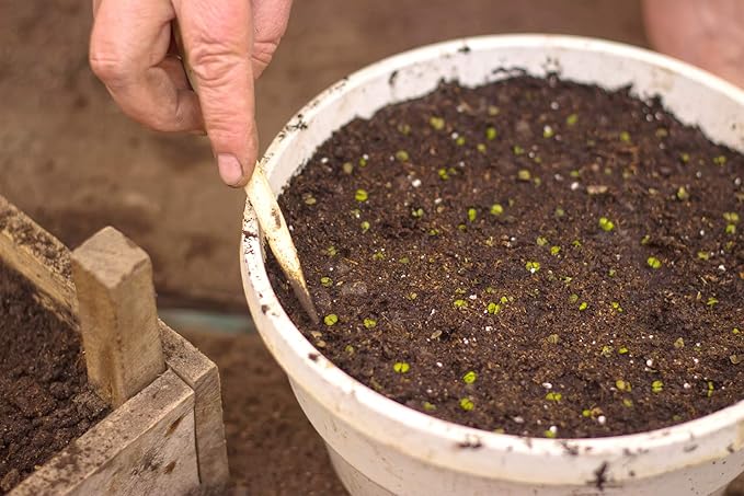 Organic Sphagnum Peat Moss by Perfect Plants - Absorbs Essential Nutrients When Added to Soil and Enriches Plant Roots - Indoor and Outdoor Use (8qts.)