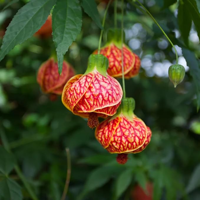 2 Abutilon Plants Live 5-8 Inches Tall - Abutilon Lantern Trailing Hanging Flower Vine Perfect for Enhancing Your Indoor Outdoor Garden (Orange)