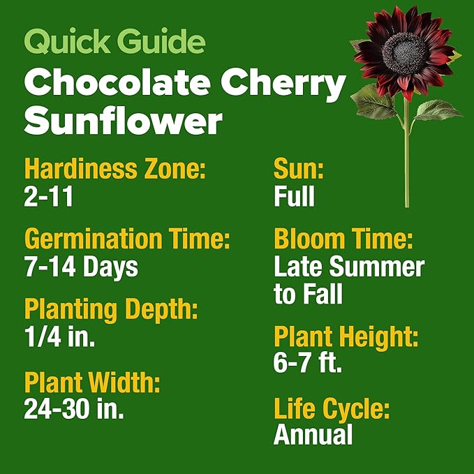 HOME GROWN Chocolate Cherry Sunflower Seeds – 75 Heirloom Seeds for Planting Burgundy Sunflowers – Tall Flower for Garden, Pollinators, Butterflies (Helianthus annuus)