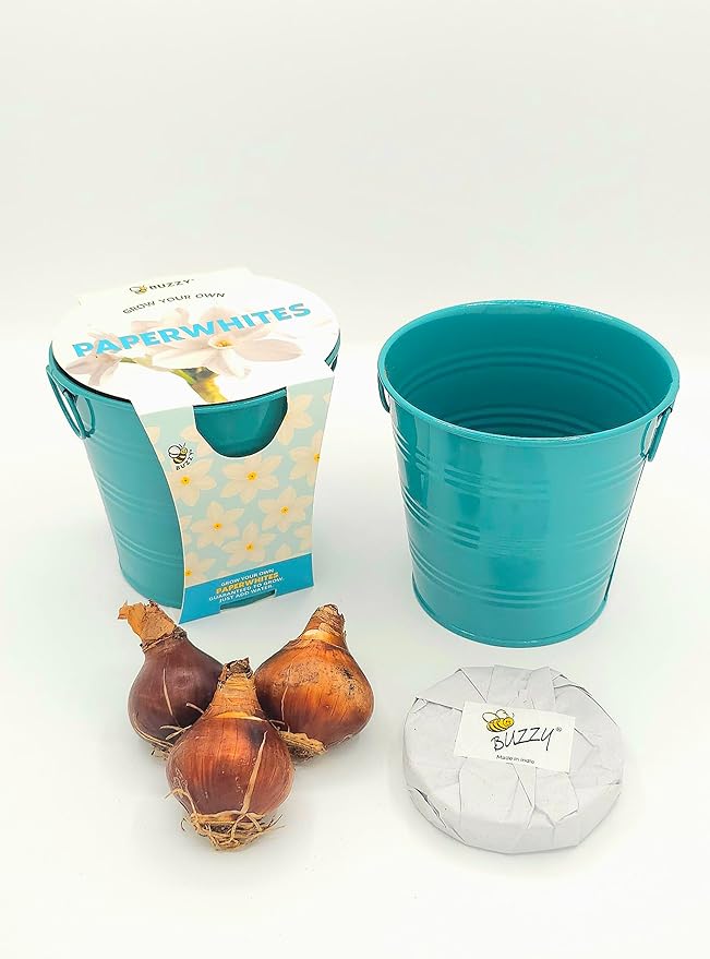 BUZZY Seeds Holiday Paperwhites Grow Kit, Complete with Bulbs, Teal Pail, Growing Medium, and Easy-to-Follow Instructions, Windowsill Gardening, Holiday Decor, Seasonal Gift for Home or Office