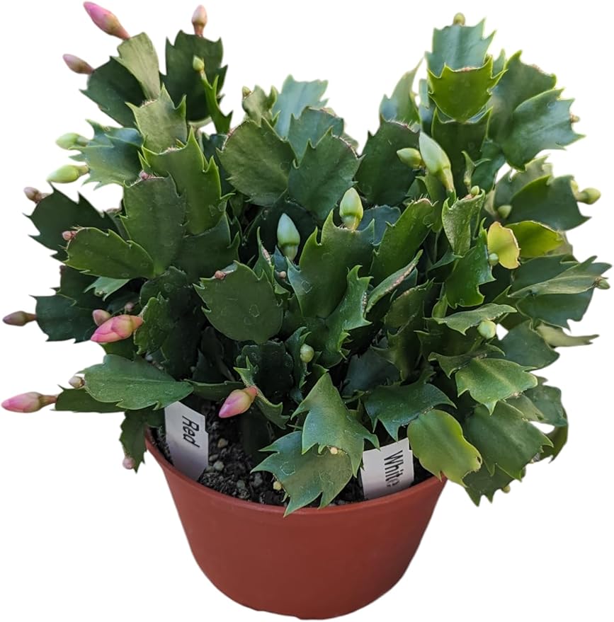 Red and White Christmas Cactus, Live Houseplant in 6-Inch Pot, Stunning Flowering Plant