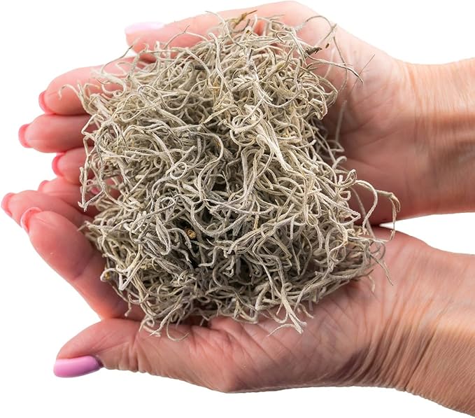 Gardenera Premium Natural Spanish Moss | Natural Preserved - Great Ground Cover - Filler for Potted Plants - 4 Quart Bag