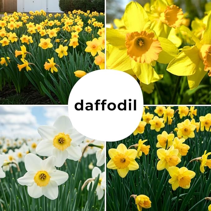 10 Pink Party Daffodil Bulbs for Planting - Easy to Grow Perennial Flowers for Garden or Containers (10 Bulbs)
