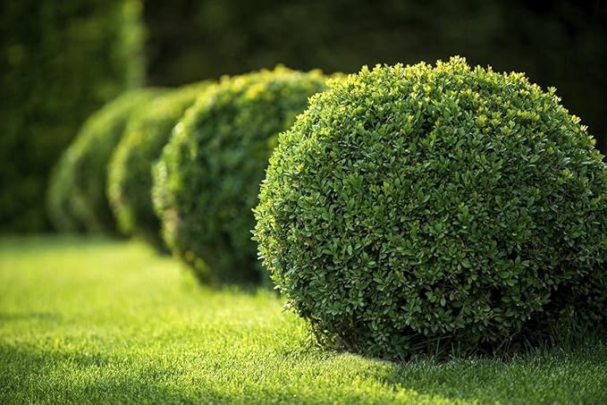 Japanese Boxwood | 10 Live 4 Inch Pots | Buxus Microphylla | Formal Evergreen Low Maintenance Hedge