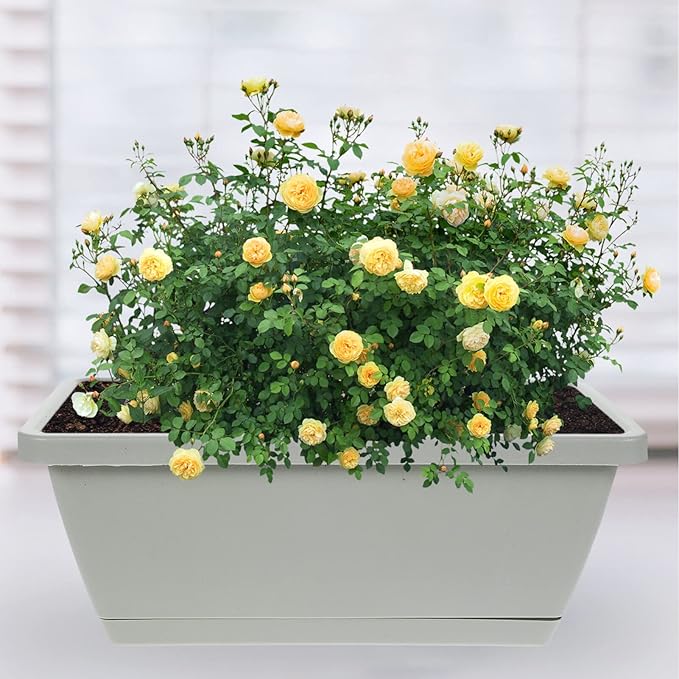Alipis 4pcs Box Rectangular Pot Large Outdoor Planters Deck Plant Container Pot Outdoor Home Gardening Houseplant s Large Container Flowers Tray Plastic