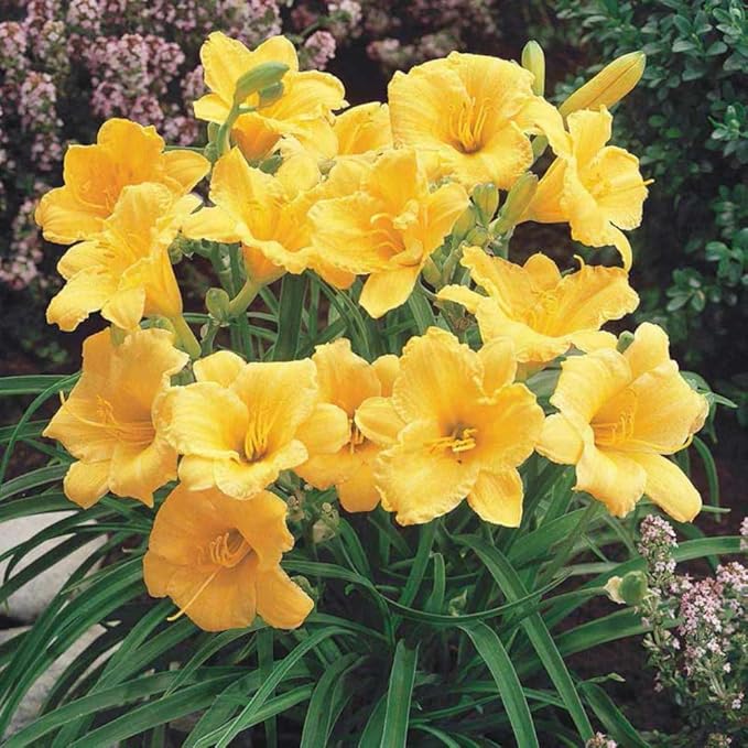 5 Yellow Daylily Bulbs for Planting, Reblooming Daylilies Bulbs, Perennial Flowers Bulbs