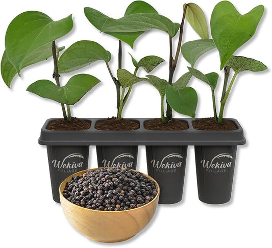 Black Pepper Plant - 4 Live Starter Vines - Piper Nigrum - Grow Your Own Spices in The Garden