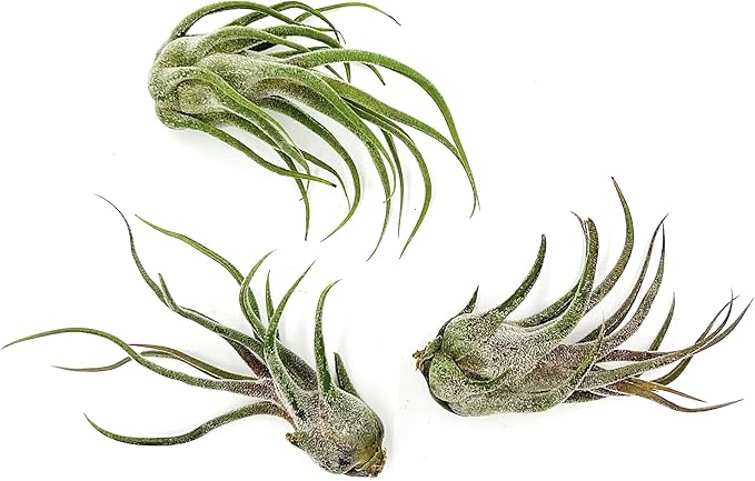 ragnaroc Air Plants - Tillandsia Pruinosa, Large 3-5" - 3ct - Live Arrival Guaranteed - House Plants for Home Decor & Gift