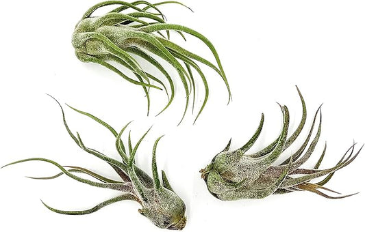 ragnaroc Air Plants - Tillandsia Pruinosa, Large 3-5" - 3ct - Live Arrival Guaranteed - House Plants for Home Decor & Gift