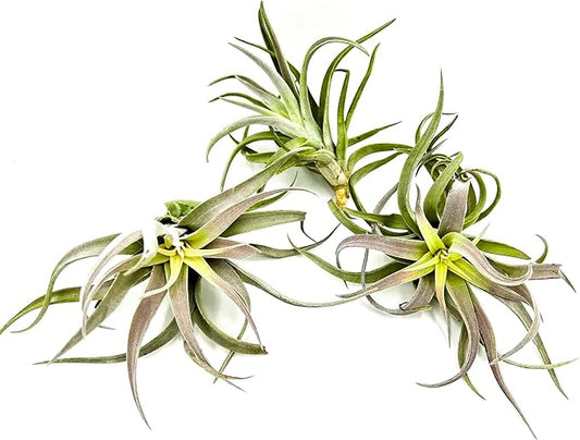 ragnaroc Air Plants - Tillandsia Cacticola, Jumbo 6-9" - 3ct - Live Arrival Guaranteed - House Plants for Home Decor & Gift