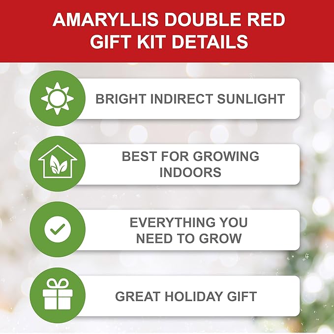 Garden State Bulb Red Double Amaryllis Bulb Holiday Gift Kit, 26/28cm (Zinc Planter)