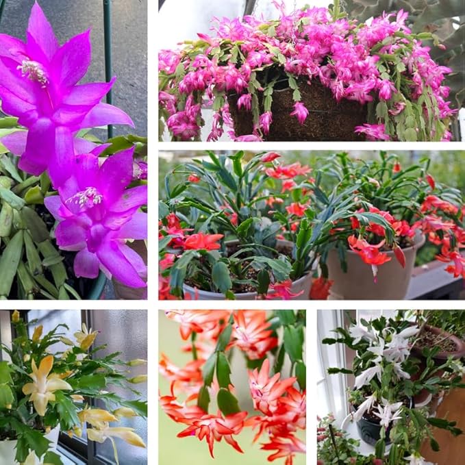 Set 2 Christmas Cactus Plants Live, Hanging Baskets Houseplants, Holiday Cactus Indoor Plants Live Well-Rooted 4-9" Tall, No Pot (Mixed)