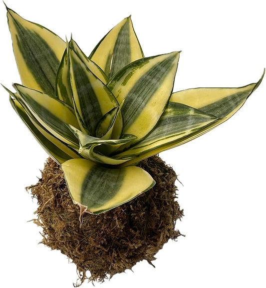 Sprout N Green Sansevieria 'Golden Hahnii' Kokedama, Live Snake Plant for Home Office Indoor Outdoor Decoration DIY Projects Party Favor