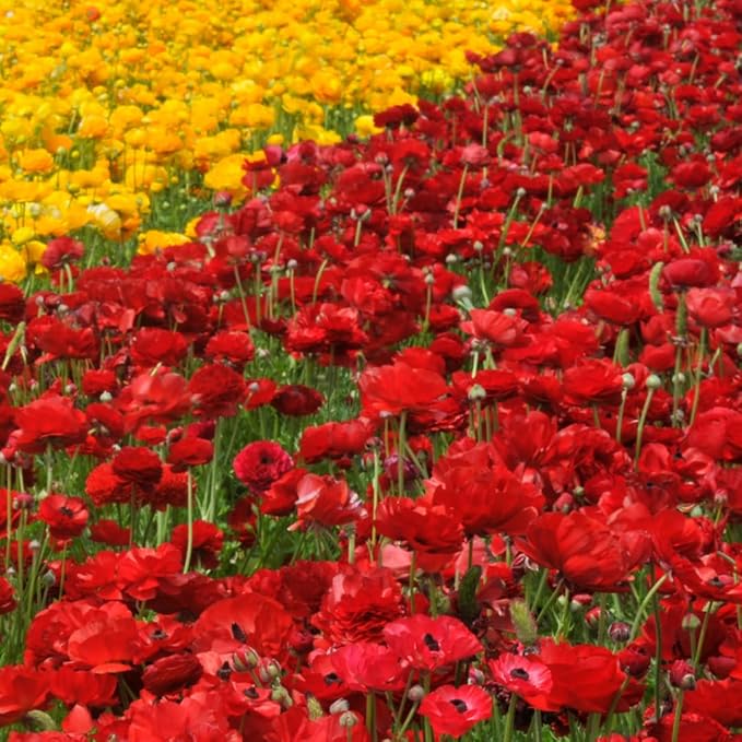 30 Ranunculus Bulbs for Fall Planting, Butterfly Ranunculus Corms, Peony Ranunculus Flower Bulbs for Garden, Vibrant Blooms in Spring (Red Ranunculus)