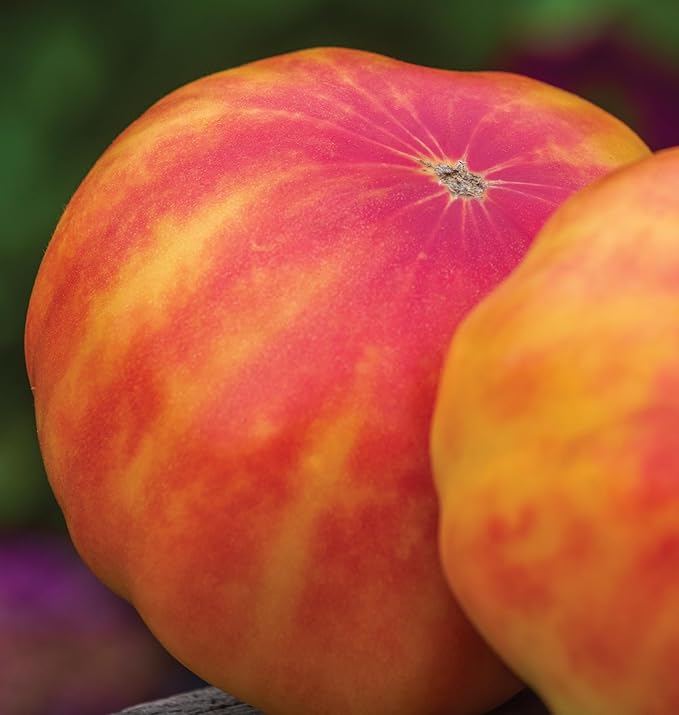 Burpee 'Big Rainbow' Heirloom, Large Beefsteak Slicing Tomato, 100 Non-GMO Seeds