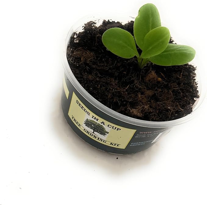 Grow Your Own Date Palm Tree Seed Kit - 100% Guaranteed Germination or We Will Replace Seeds (Plastic Planter)
