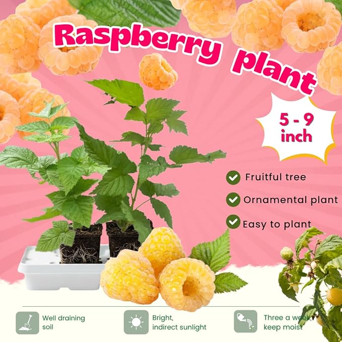Set 2 Fall Gold Raspberry Plants Live, Raspberry Trees Live Plants, Raspberry Seedlings, 5-9 Inc, Raspberry Fruits Trees
