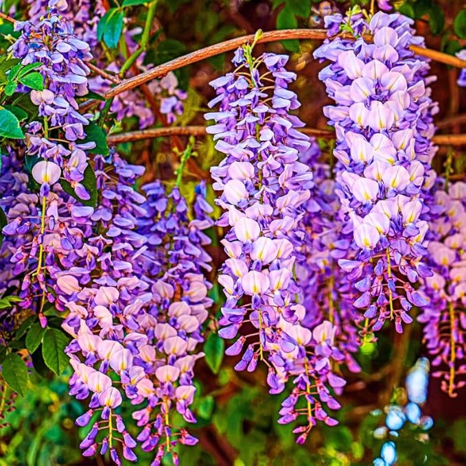 Pack 2 Purple Wisteria Live Plants for Planting, Wisteria Trees Live Plants 6 to 12 Inches Tall, in Pots, Wisteria Vine Flowers