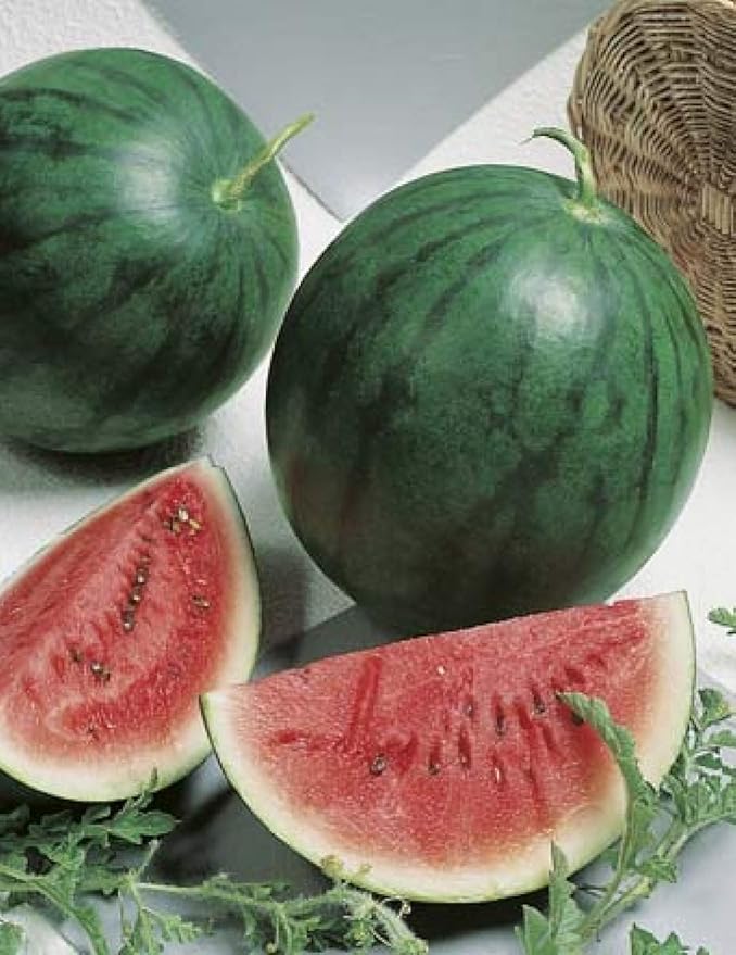 Sugar Baby Watermelon Seeds,50 Count COOL BEANS N SPROUTS Brand. Heirloom. Non-GMO. Home Gardening.
