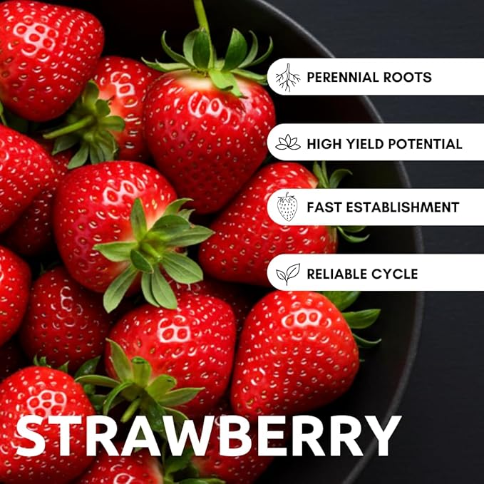 All Star Strawberry Plants - Grow Giant Strawberries - Bare Root Plants - No Ship to California (15 Strawberry Plants)