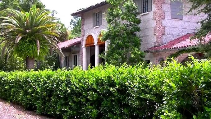 Ligustrum Waxleaf Privet - 15 Live Plants - Evergreen Privacy Hedge