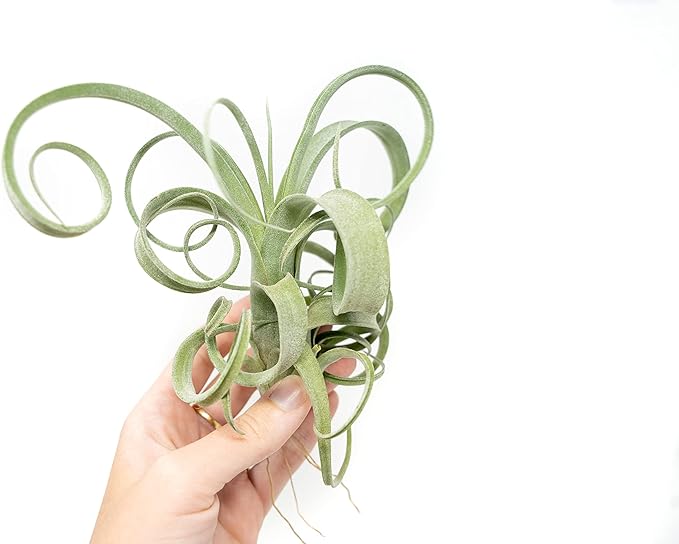 Air Plant Shop 5 Pack Tillandsia Curly Slim (T. Intermedia x T. Streptophylla) Air Plant - Succulents - Live Tillandsia - Easy Care Indoor and Outdoor House Plants