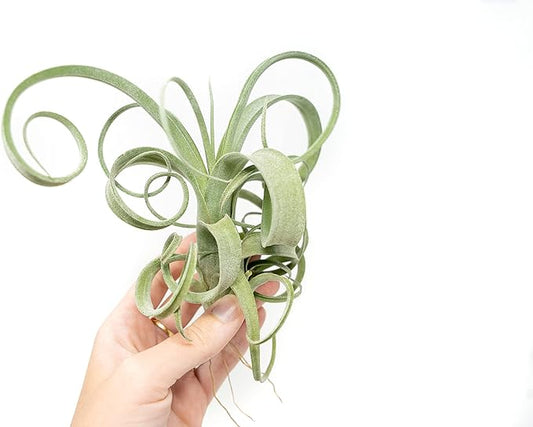 Air Plant Shop Tillandsia Curly Slim (T. Intermedia x T. Streptophylla) Air Plant - Succulents - Live Tillandsia - Easy Care Indoor and Outdoor House Plants (Pack of 1)
