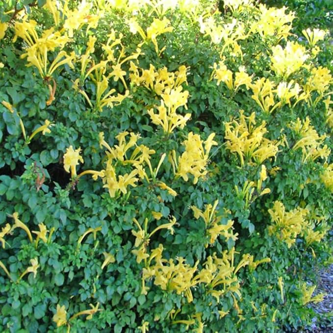 Set 2 Fragrant Honeysuckle Plants Live, Live Honeysuckle Plants 5-9" Tall Vines Bushes Climbing for Planting (Yellow Mango Cape)