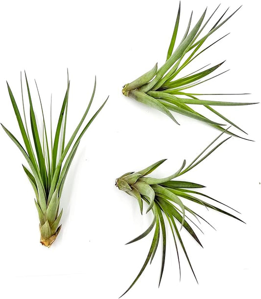 ragnaroc Air Plants - Tillandsia Fasciculata Tricolor, Large 4-6" - 3ct - Live Arrival Guaranteed - House Plants for Home Decor & Gift
