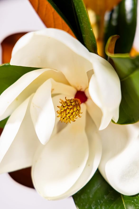Magnolia Tree Kay Parris Variation, Live Plant, Magnolia Flower Blooms, Easy Care, Perfect for Home Growers, Magnolia Bloom, 3-4 Feet Tall, by The Magnolia Company, Cannot Ship to CA, HI, AK, PR