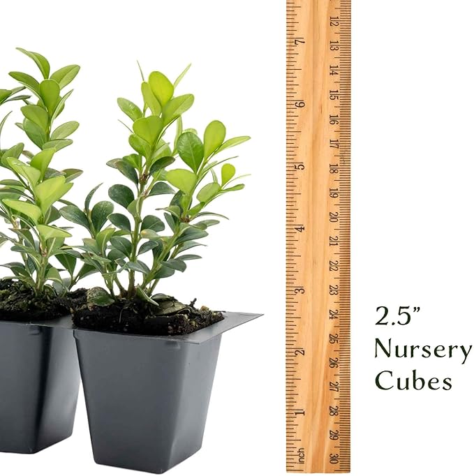 3 Winter Gem Boxwood in 2.5” Nursery Cubes (Buxus microphylla VAR. Japonica) | Evergreen Shrub for Hedges, Borders & Topiary | Ready-to-Plant Live Starter Plants