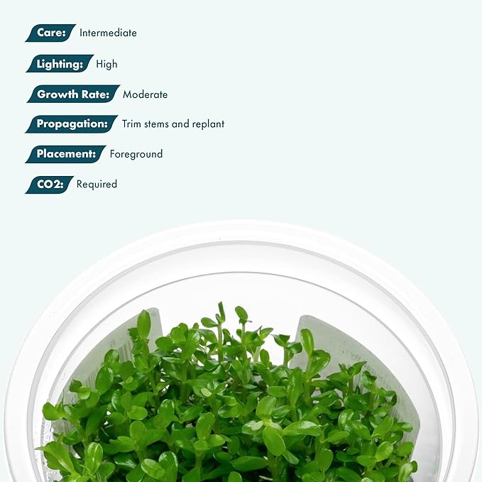 SubstrateSource Live Aquarium Plant - Rotala sp. Goias - Snail Free in-Vitro Intermediate Care Freshwater Aquatic Plants for Aquascaping, High Light, Moderate Growth - Tissue Culture