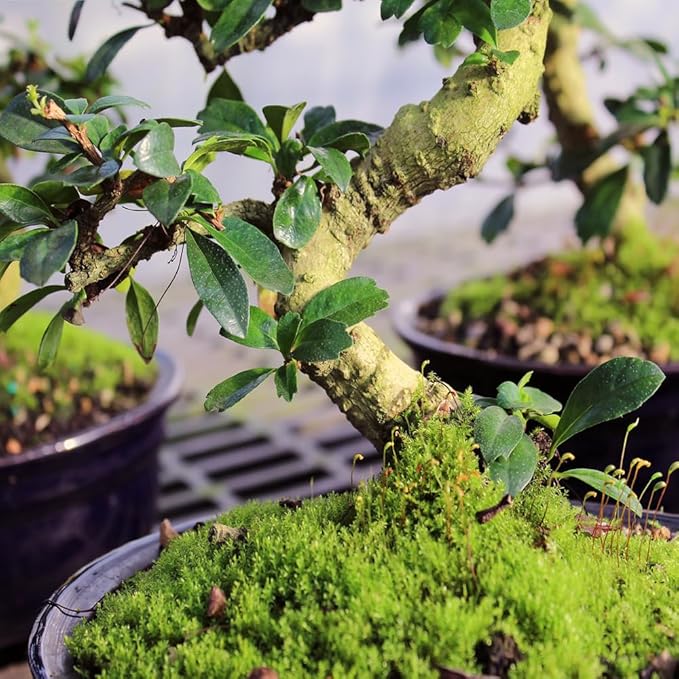 Brussel's Bonsai Live Fukien Tea Bonsai Tree - Medium, 9 Year, 8 to 12 inches Tall - Indoor Bonsai Tree Live with Ceramic Bonsai Pot