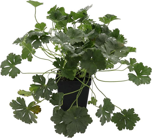 Greenwood Nursery: Live Perennial Plants - 'Biokovo' Cranesbill + Geranium x Cantabrigiense - [Qty: 2X Pint Pots] - (Click for Other Available Plants/Quantities)