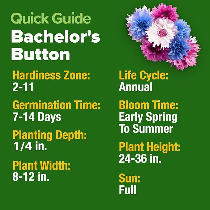 HOME GROWN Bachelor Button Flower Seeds Tall Mix – 700+ Cornflower Heirloom Seeds for Planting - Quick Blooming, Non-GMO, Pollinator Friendly, Easy to Grow Wildflowers – USA Grown (Centaurea cyanus)