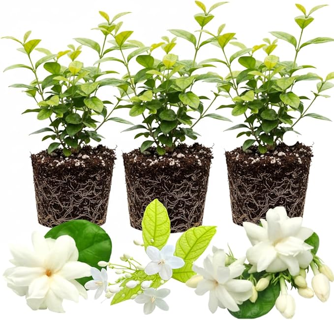 Jasmine Plant - Pack 3 Mix Gardenia Jasmine Flower Plants, Size 4 to 6 Inch Tall, Fragrant Flowers Bloom Year Round, Indoors Outdoors Garden
