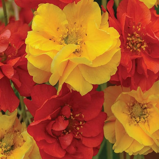 Outsidepride Sunbeam Geum Seeds - 20 Pcs Easy to Grow Perennial Flower Seeds for Planting with Vibrant Blooms Attractive to Pollinators, for Cut Flower Arrangements, Borders, & Flower Beds