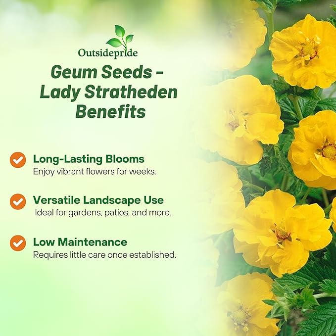 Outsidepride Lady Stratheden Geum Seeds - 2000 Pcs Easy to Grow Perennial Flower Seeds for Planting with Vibrant Blooms Attractive to Pollinators, for Cut Flower Arrangements, Borders, & Flower Beds