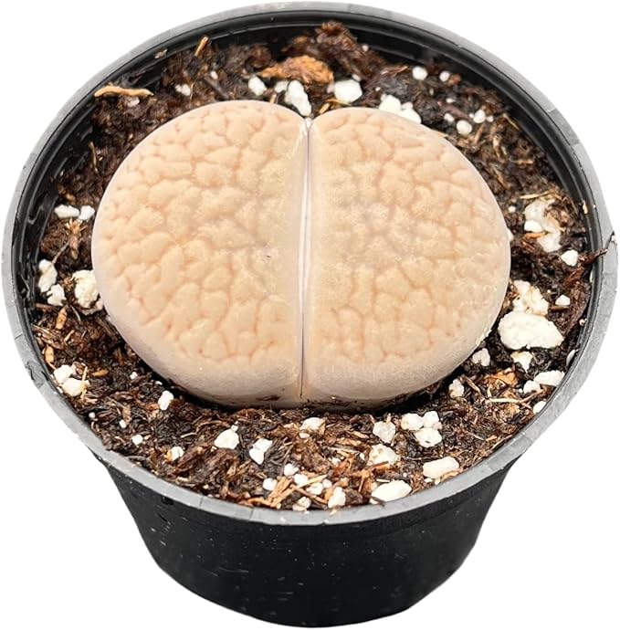 Sprout N Green 1-1.5in Lithops aucampiae L. Bolus, 3 Years Old Rare Living Stone Plant Fully Rooted in Pot, Cute Potted Succulents House Pebble Plant, Great for Terrarium Arrangement, DIY Project
