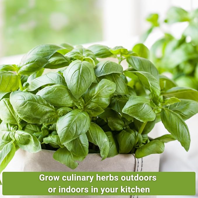 Sow Right Seeds - 5 Herb Seed Collection for Planting - Genovese Basil, Chives, Cilantro, Italian Parsley, and Dill to Plant and Grow a Home Vegetable Garden - Fresh Assortment Herbal Variety Pack