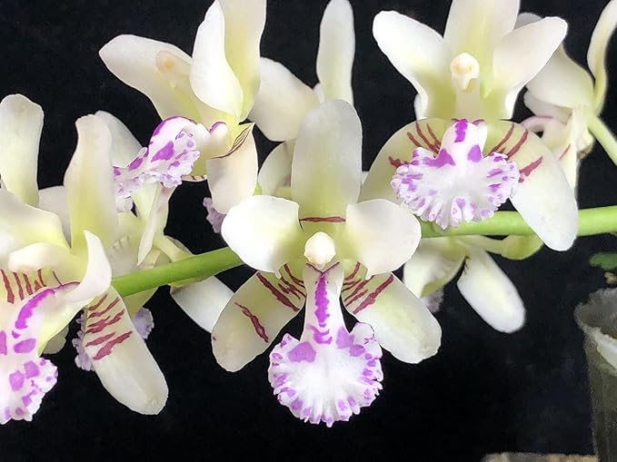 Miniature Orchid: Sedirea Japonica