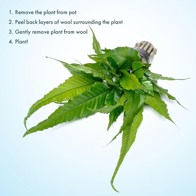 SubstrateSource Live Plants - El Niño Fern (Bolbitis heteroclita) - Midground to Background Epiphytic Rhizome for Low to Medium Light Aquascapes - Dark Green, Slow-Growing Accent - Pot