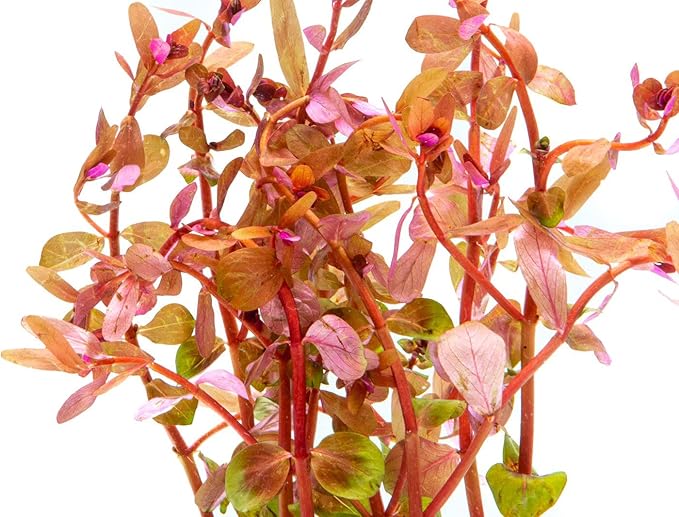 SubstrateSource Live Aquarium Red Stem Plants - Freshwater Aquatic Plant for Fish Tanks, Aquascaping - (Rotala Wallichii, 4 Bunches)