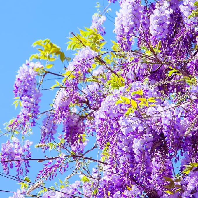 2 Wisteria Tree Live Plant for Planting, 6 to 12 Inch Tall, Wisteria Vine Live Plant, Perennial Flowering Plant, Well Rooted, Potted