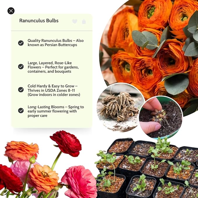 Ranunculus Bulbs for Planting, 25 Orange Ranunculus Bulbs for Fall Planting, French Peony Ranunculus Corms Bulk Ranunculus Flowers Buttercups, Butterfly Ranunculus Bulbs to Grow