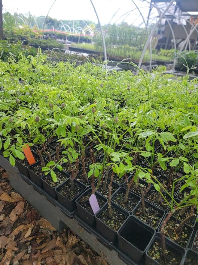 Amethyst Falls Wisteria Vine - Starter Plant (5L) (1 Live Plant)