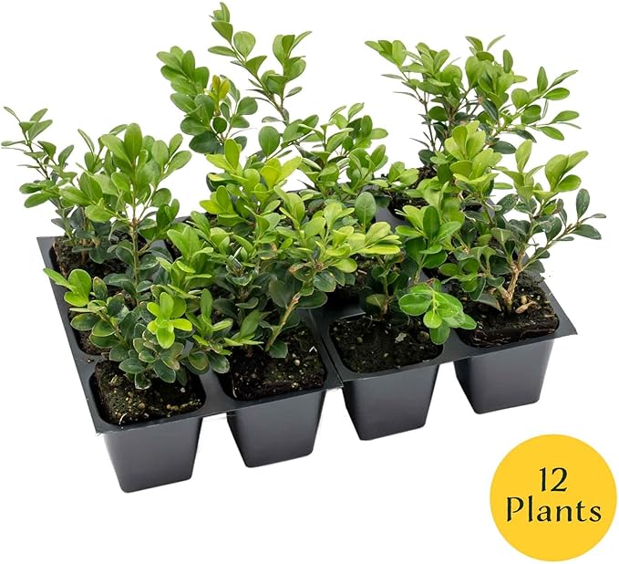 12 Winter Gem Boxwood in 2.5” Nursery Cubes (Buxus microphylla VAR. Japonica) | Evergreen Shrub for Hedges, Borders & Topiary | Ready-to-Plant Live Starter Plants
