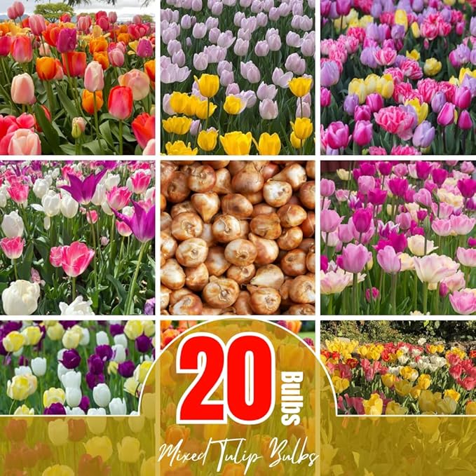 20 Mixed Tulip Flower Bulbs for Fall Planting, 11/12 cm Top Size Tulip Bulbs Bulk Pack of Colorful Tulips for Spring Blooms, Grow Flowerbeds, Fresh Harvest