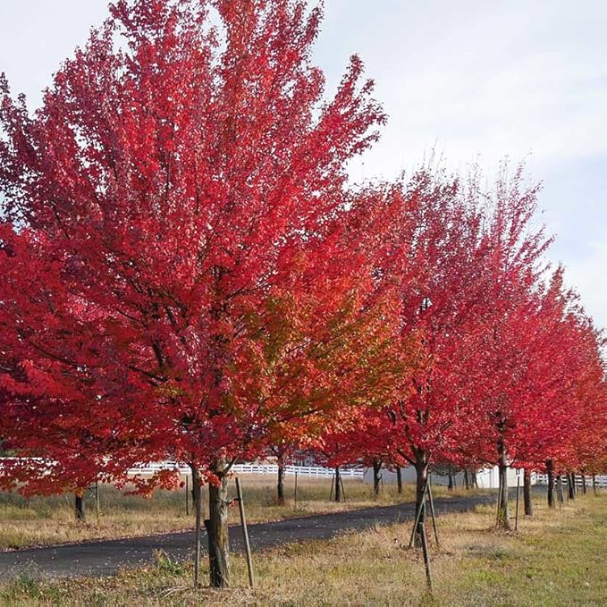 Red Maple Tree, Fast Growing Shade Tree with Fall Color, 1 Gallon Nursery Pot | Arbor Day Foundation (Due to Agricultural Laws, Unavailable to CA or AZ)